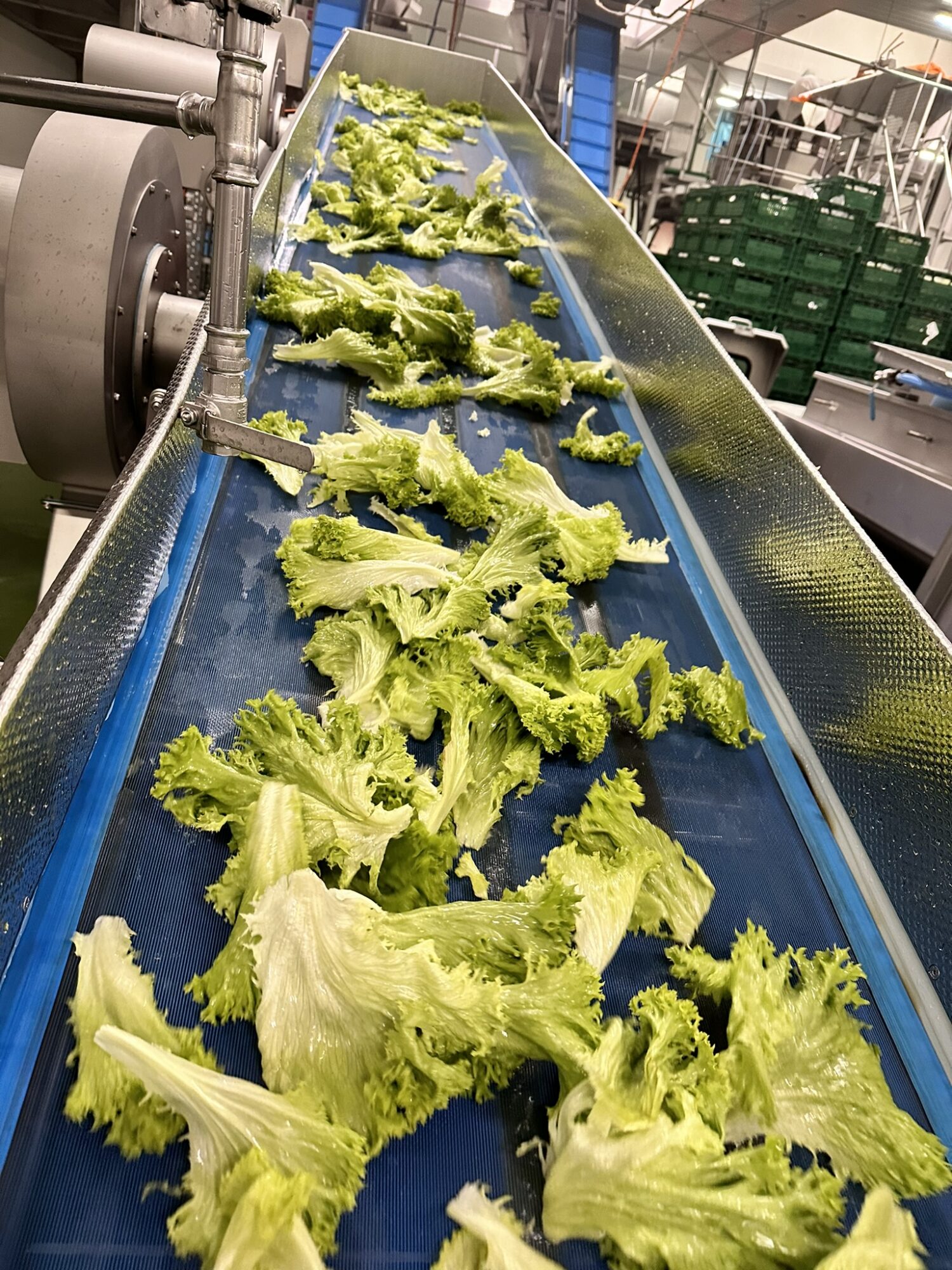 Blattsalat im Waschprozess