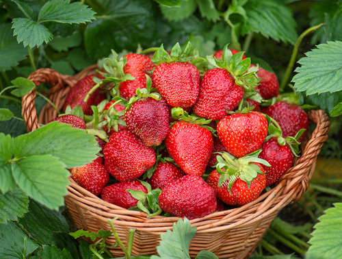 Erdbeeren im Korb