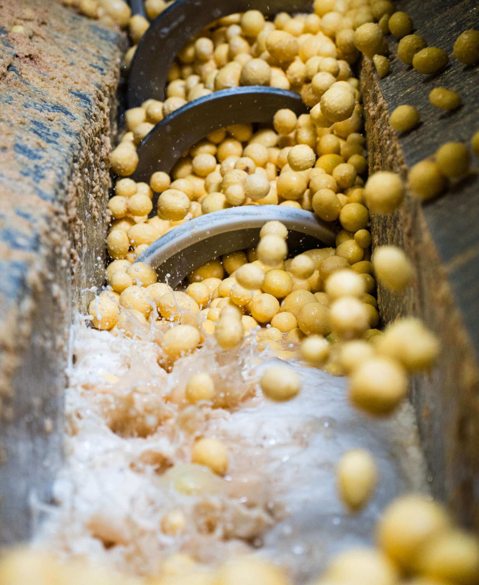 Kartoffeln in der Schältrommel