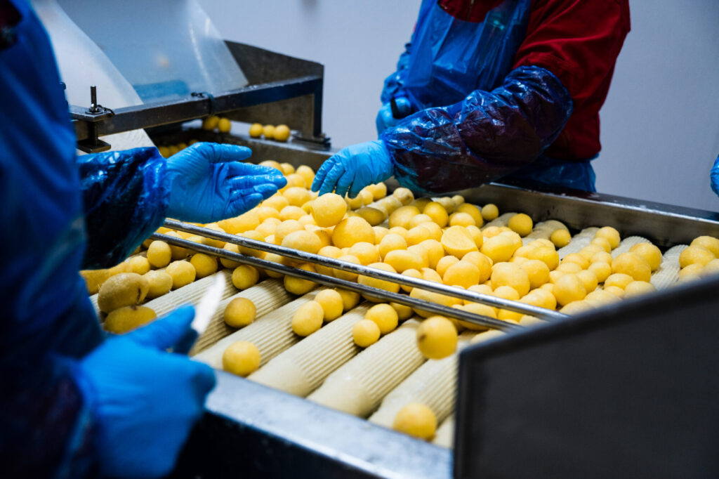 Hände verlesen geschälte Kartoffeln auf dem Rollenband