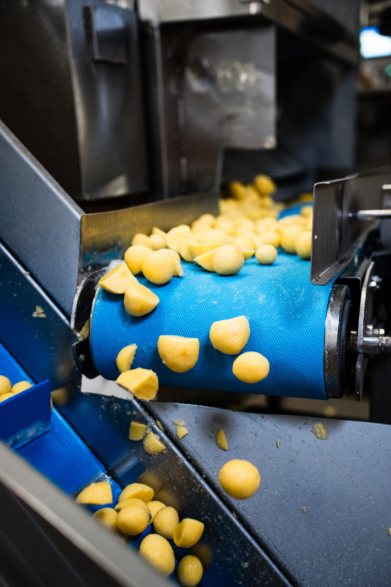 Geschälte Kartoffeln auf der Sortierwalze