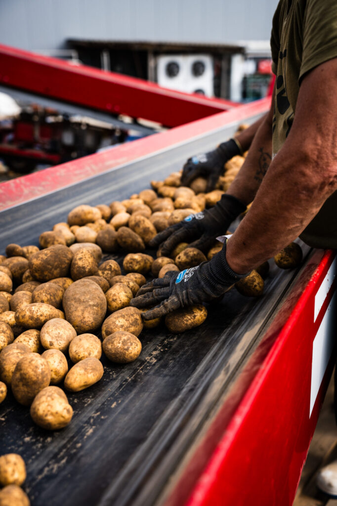 Hand verliest Kartoffeln auf dem Verleseband des Roders