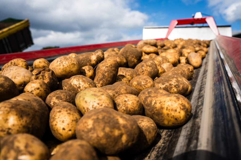 Frisch gerodete Kartoffeln auf dem Förderband des Roders