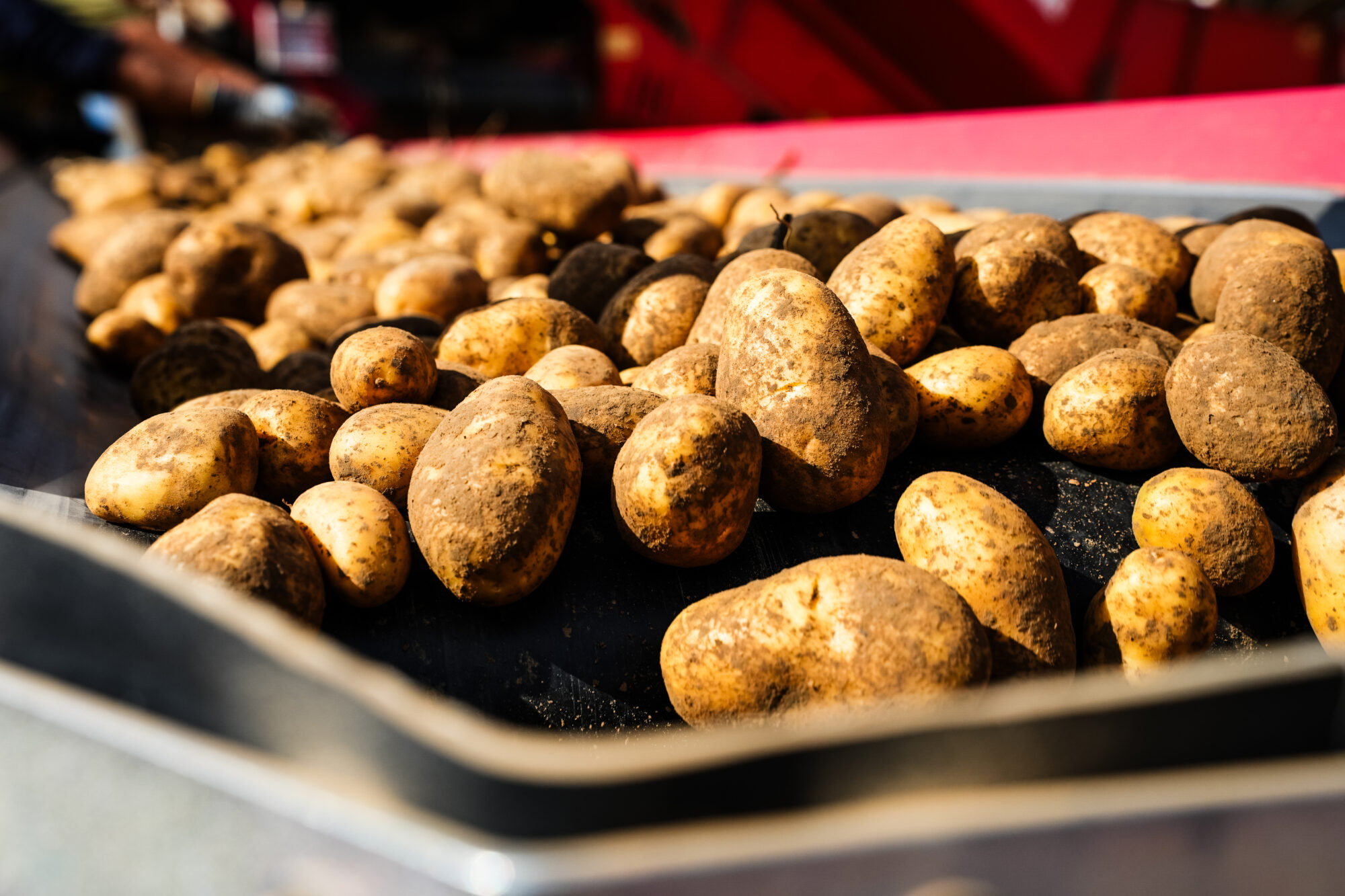 Kartoffeln fallen von der Sortieranlage in eine Wanne aus Edelstahl