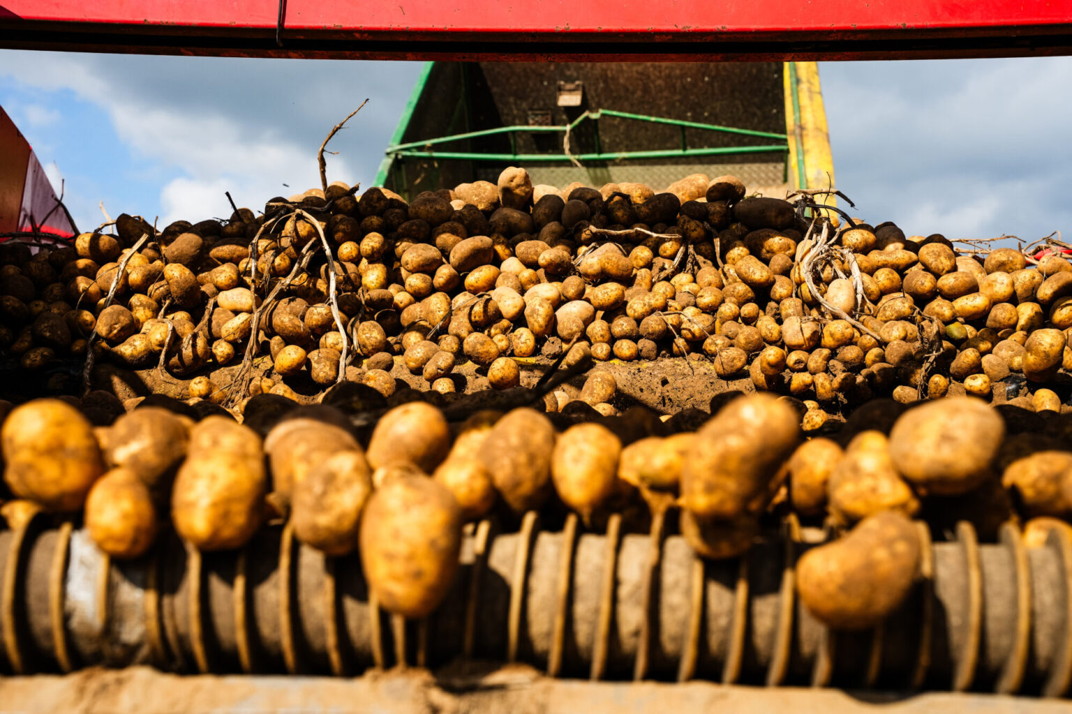 Frisch gerodete Kartoffeln auf der Siebkette des Roders