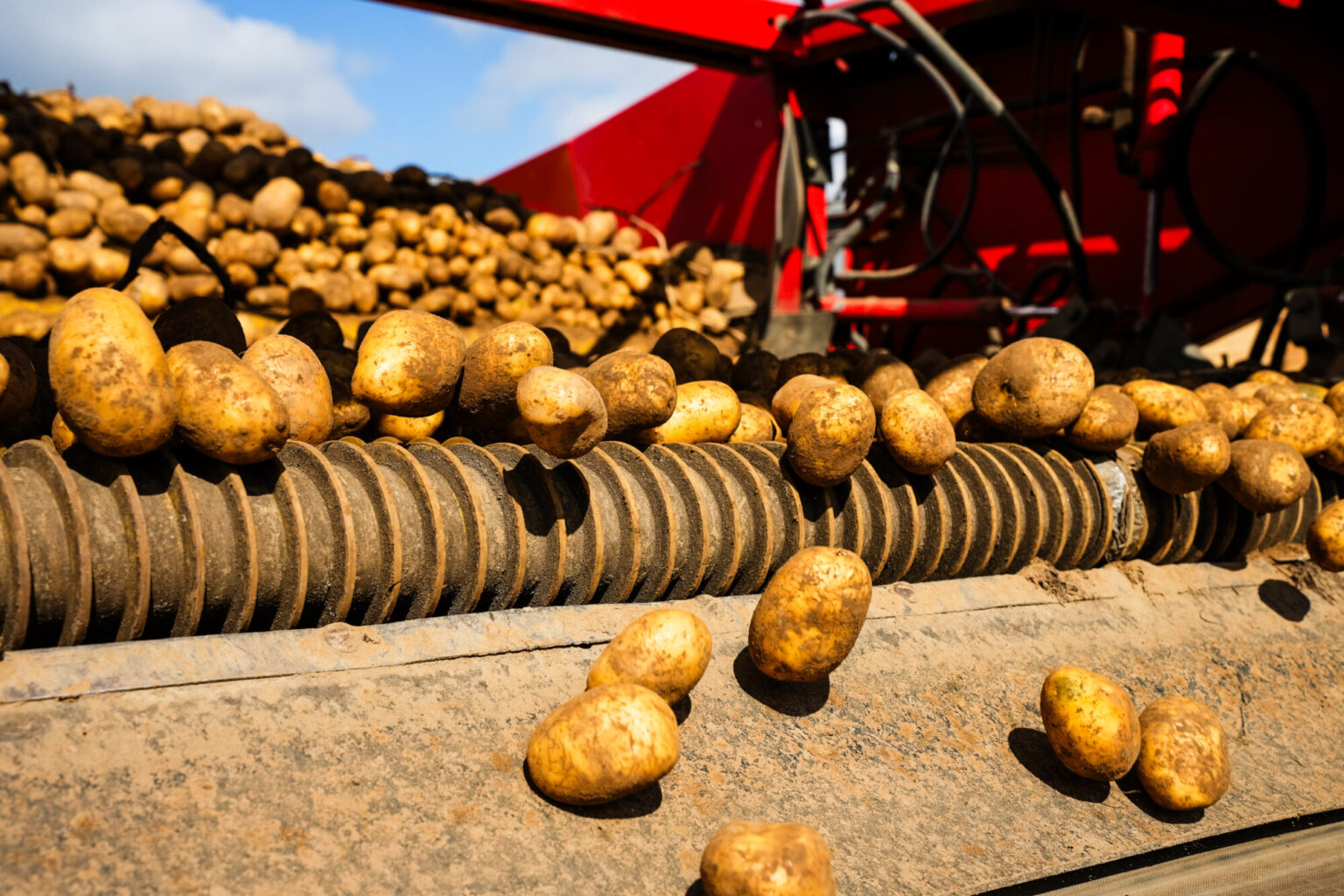 Kartoffeln auf dem Verleseband des Roders bei der Ernte